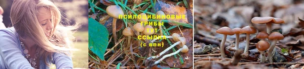 ГАЛЛЮЦИНОГЕННЫЕ ГРИБЫ Лиски